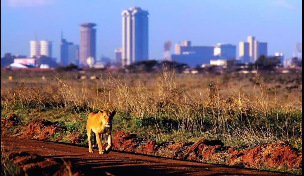 Half-Day Nairobi National Park Safari from Nairobi with Free Pickup | ®ExcursionMania - Image 3