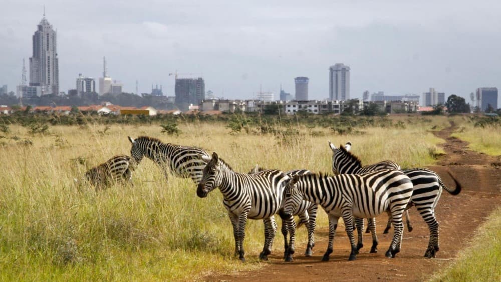 Half-Day Nairobi National Park Safari from Nairobi with Free Pickup | ®ExcursionMania - Image 7