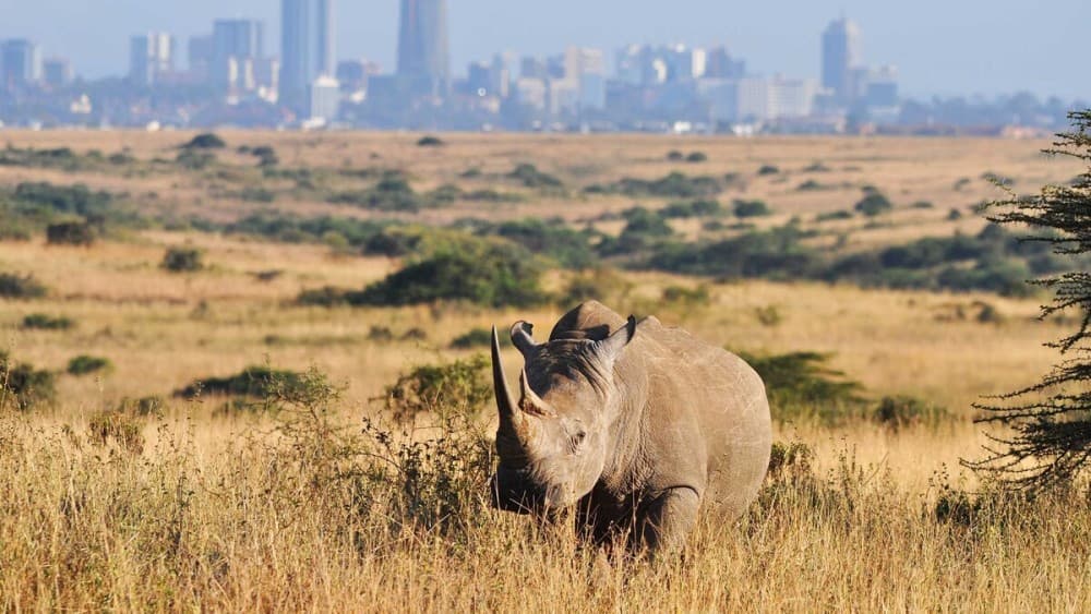 Half-Day Nairobi National Park Safari from Nairobi with Free Pickup | ®ExcursionMania - Image 9
