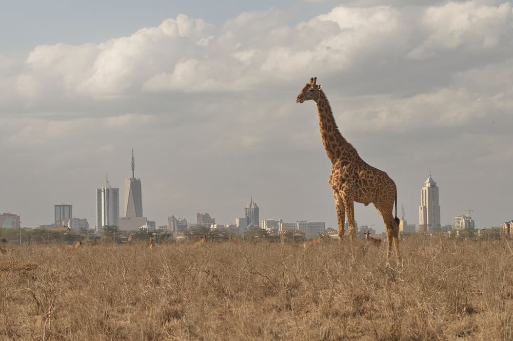 Half-Day Nairobi National Park Safari from Nairobi with Free Pickup | ®ExcursionMania - Image 12