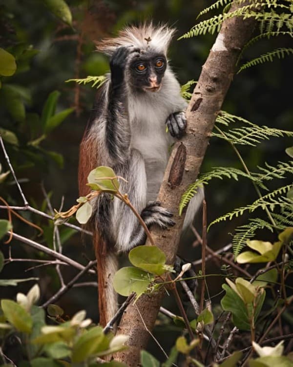 Zanzibar: Jozani Chwaka Bay National Park and Lunch | ®ExcursionMania - Image 4