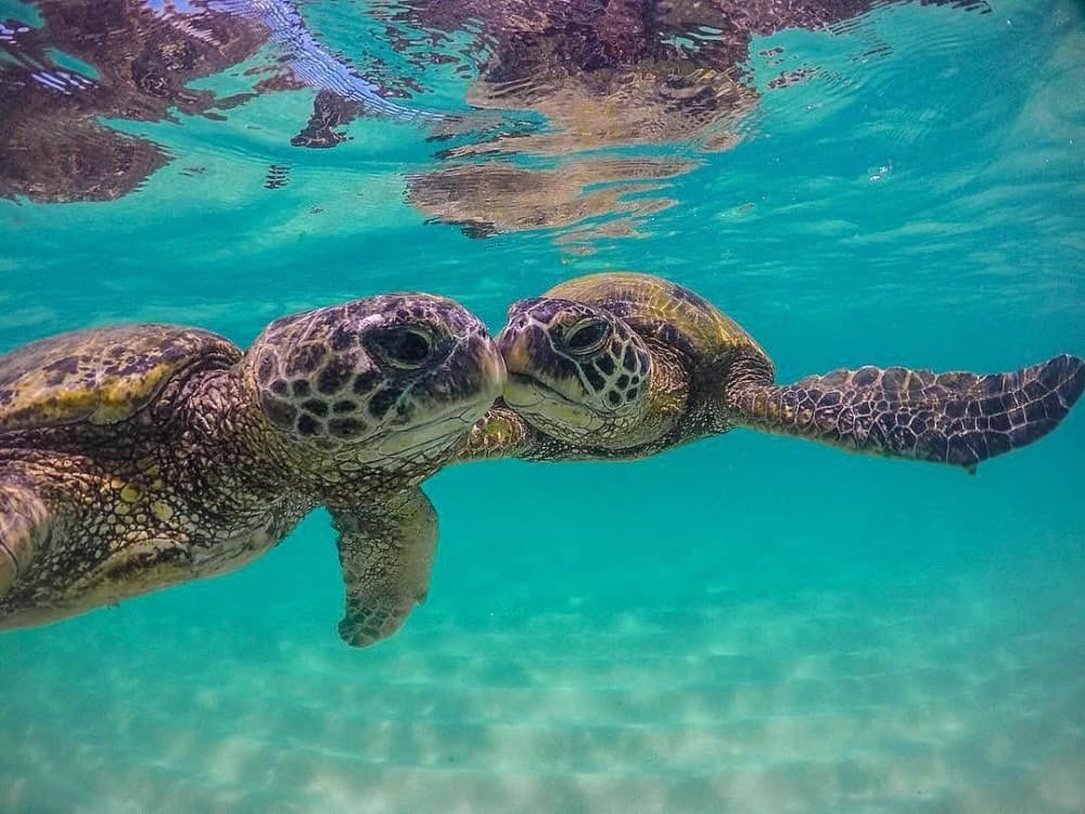 Salaam Cave Swimming with Sea Turtles in Zanzibar Kizimkazi | ®ExcursionMania - Image 2