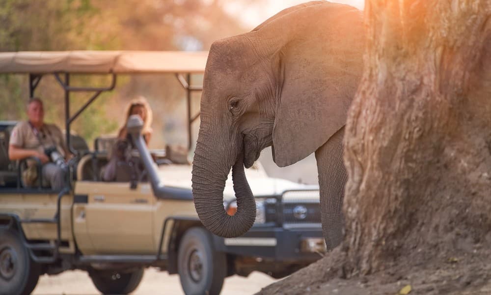 Nairobi National Park, Elephant Orphanage, Giraffe Centre Tour | ®ExcursionMania - Image 6
