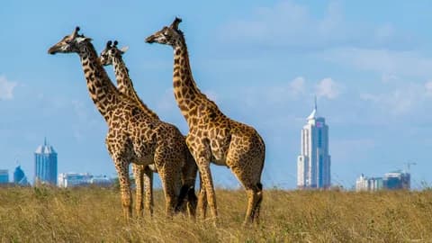 Nairobi National Park, Elephant Orphanage, Giraffe Centre Tour | ®ExcursionMania - Image 5
