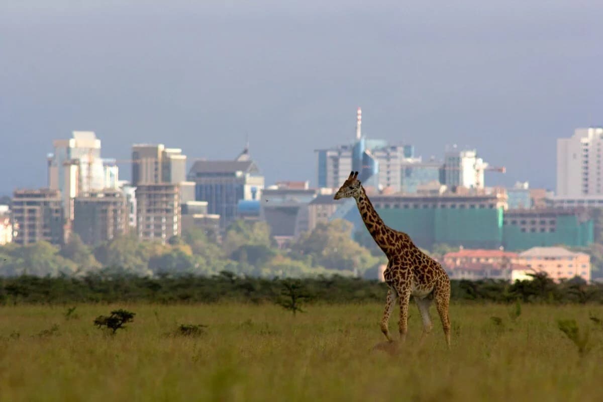 Nairobi National Park, Elephant Orphanage, Giraffe Centre Tour | ®ExcursionMania - Image 7