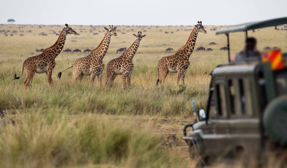 Nairobi National Park, Elephant Orphanage, Giraffe Centre Tour | ®ExcursionMania - Image 8