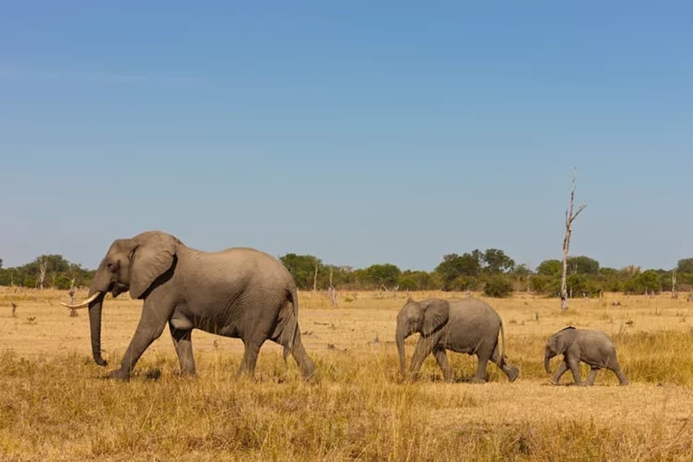 Nairobi National Park, Elephant Orphanage, Giraffe Centre Tour | ®ExcursionMania - Image 9