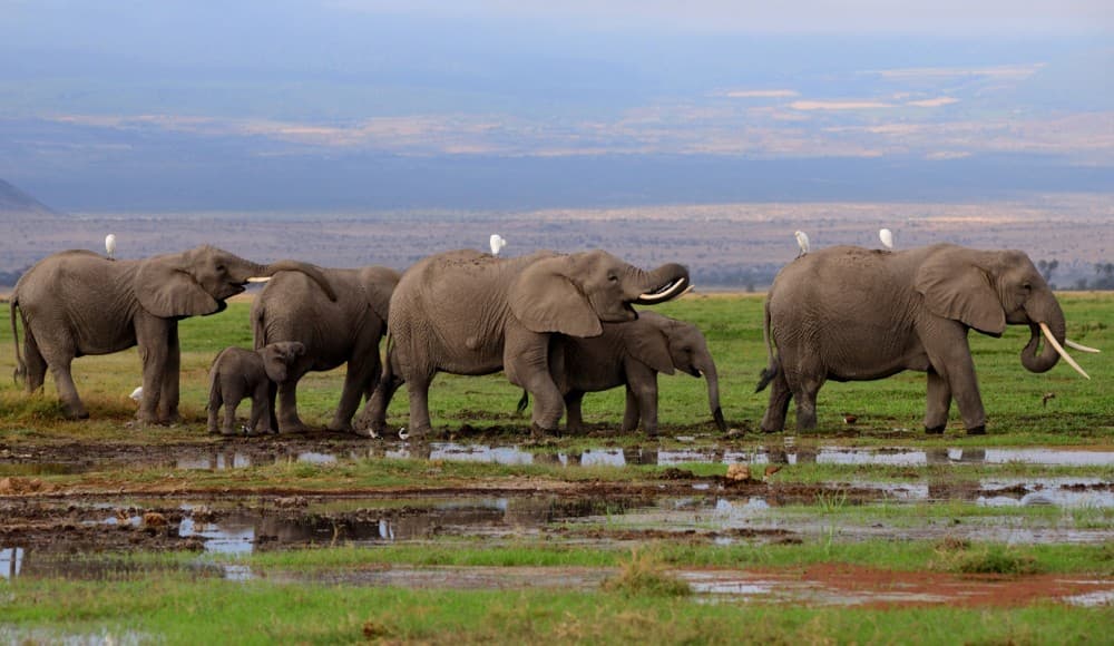 Nairobi National Park, Elephant Orphanage, Giraffe Centre Tour | ®ExcursionMania - Image 10