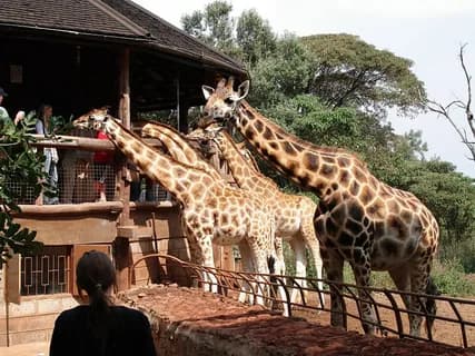 Nairobi National Park, Baby Elephant Orphanage and Giraffe Center | ®ExcursionMania - Image 1