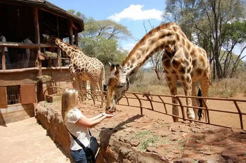 Nairobi National Park, Baby Elephant Orphanage and Giraffe Center | ®ExcursionMania - Image 2