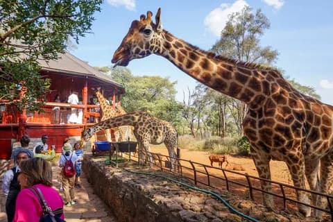 Nairobi National Park, Baby Elephant Orphanage and Giraffe Center | ®ExcursionMania - Image 3