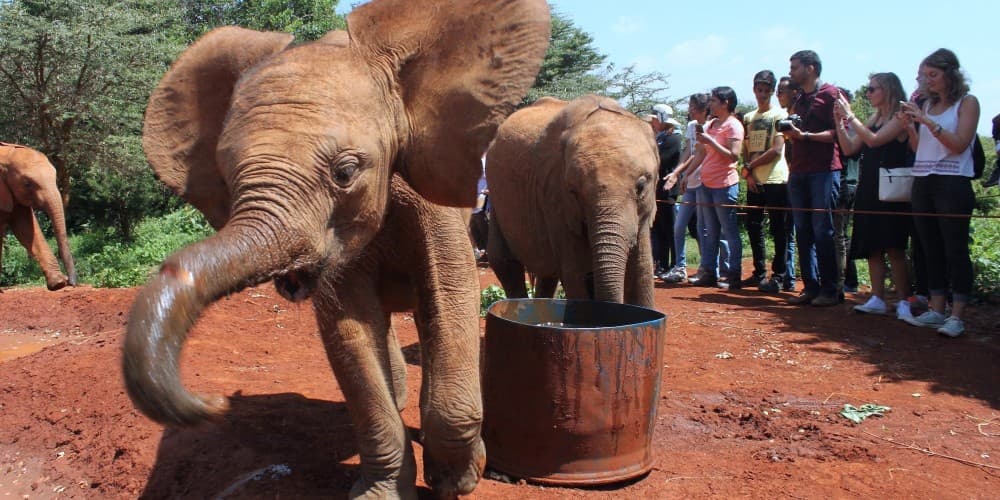 Nairobi National Park, Baby Elephant Orphanage and Giraffe Center | ®ExcursionMania - Image 8