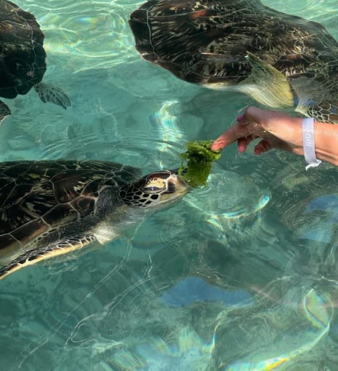 Swimming with Turtles at Salaam Cave at Kizimkazi Zanzibar | ®ExcursionMania - Image 2