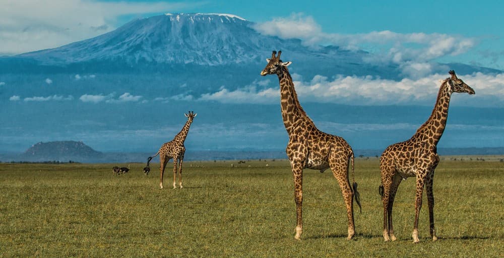 Amboseli National Park Day Trip With Masai Village Visit Tour | ®ExcursionMania - Image 9