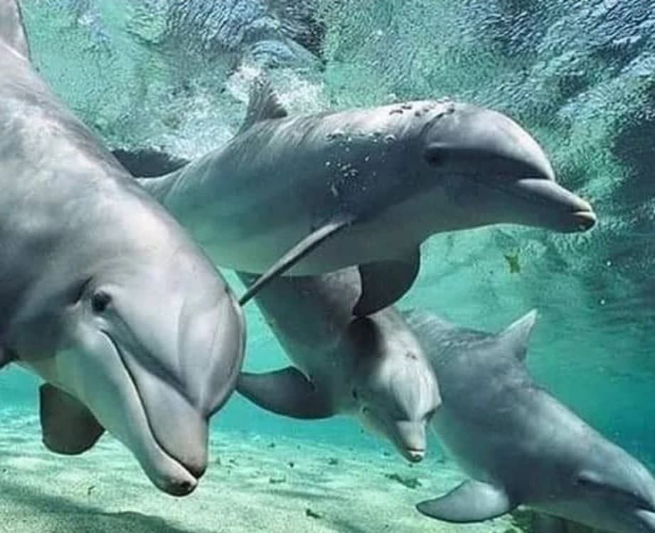 Swimming with Dolphins in Kizimkazi  Snorkeling and Turtles | ®ExcursionMania - Image 6