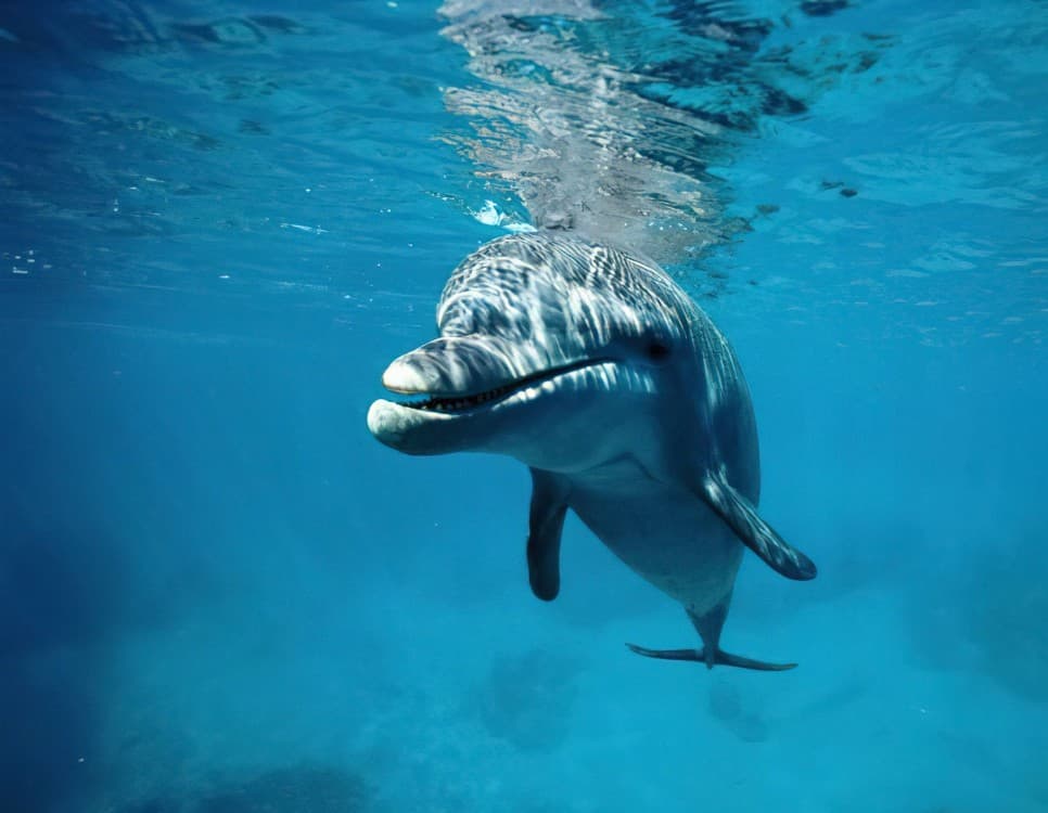 Swimming with Dolphins in Kizimkazi  Snorkeling and Turtles | ®ExcursionMania - Image 7
