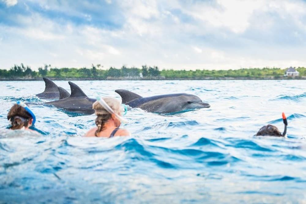 Swimming with Dolphins in Kizimkazi  Snorkeling and Turtles | ®ExcursionMania - Image 8