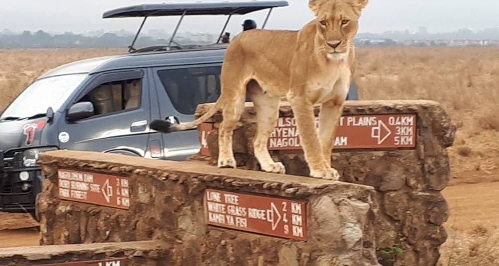 Nairobi National Park Game Drive With Free Pick Up Group Joining | ®ExcursionMania - Image 2