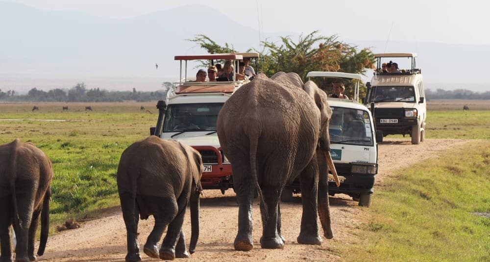 Nairobi National Park Game Drive With Free Pick Up Group Joining | ®ExcursionMania - Image 3