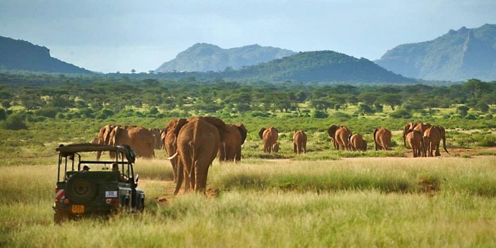 Nairobi National Park Game Drive With Free Pick Up Group Joining | ®ExcursionMania - Image 6