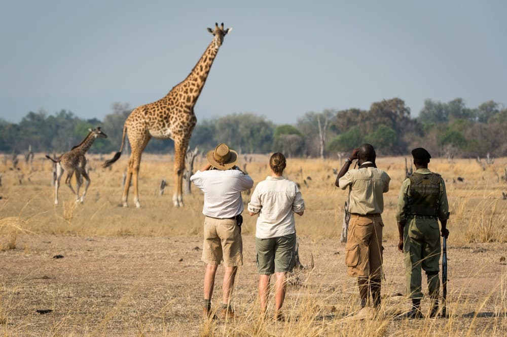 Nairobi National Park Game Drive With Free Pick Up Group Joining | ®ExcursionMania - Image 8