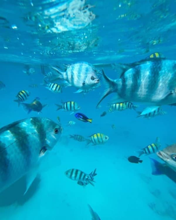 Nakupenda Sandbang Beach and Snorkeling | ®ExcursionMania - Image 7