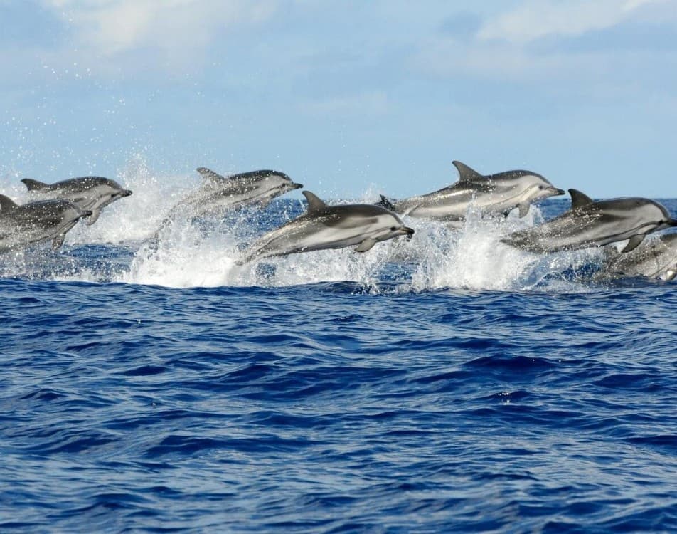 Swimming with Dolphins in Kizimkazi | ®ExcursionMania - Image 6