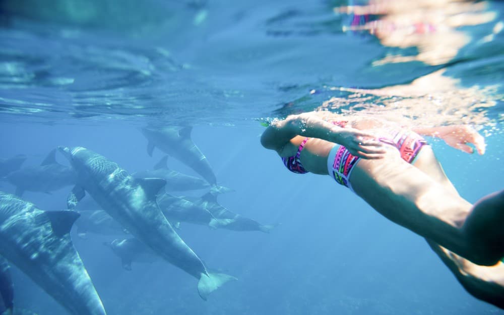 Swimming with Dolphins in Kizimkazi | ®ExcursionMania - Image 7