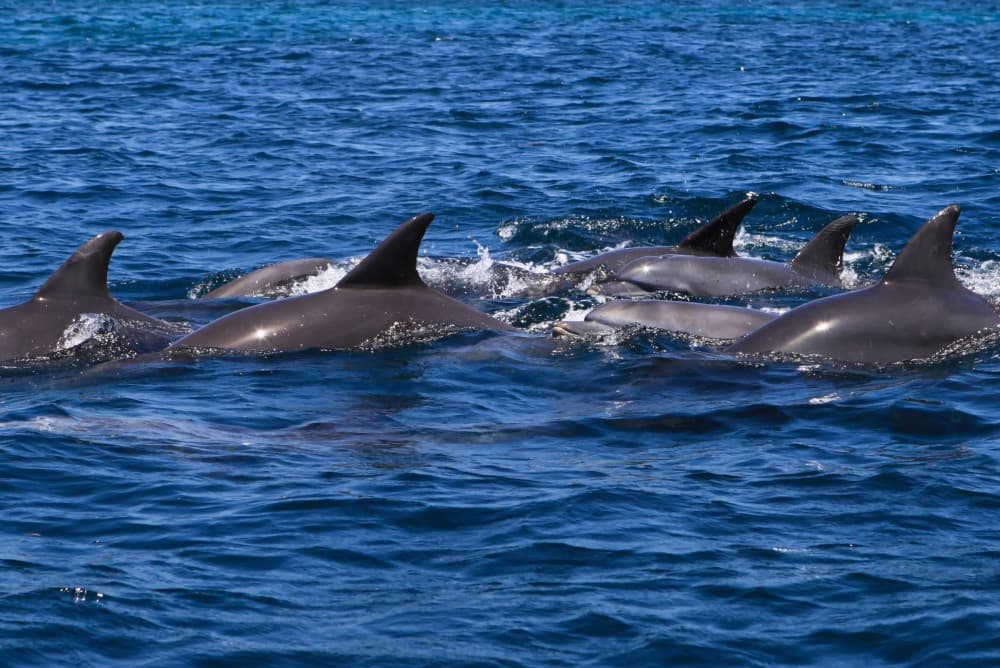 Swimming with Dolphins in Kizimkazi | ®ExcursionMania - Image 8