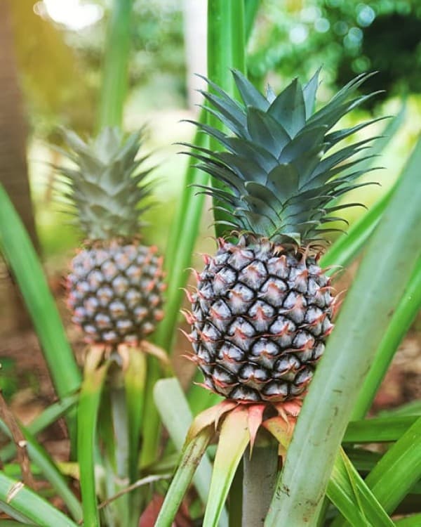 Zanzibar: Private Car and Driver Service | ®ExcursionMania - Image 3