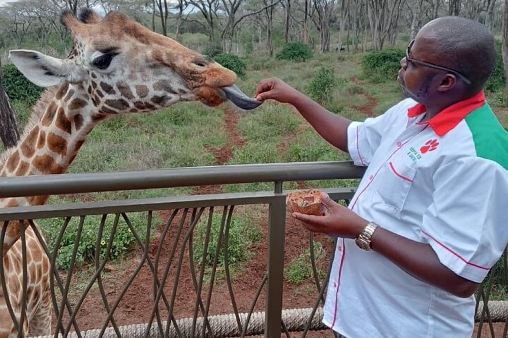 Half Day Elephant Orphanage & Giraffe CenterKobe Beads With Fees | ®ExcursionMania - Image 1