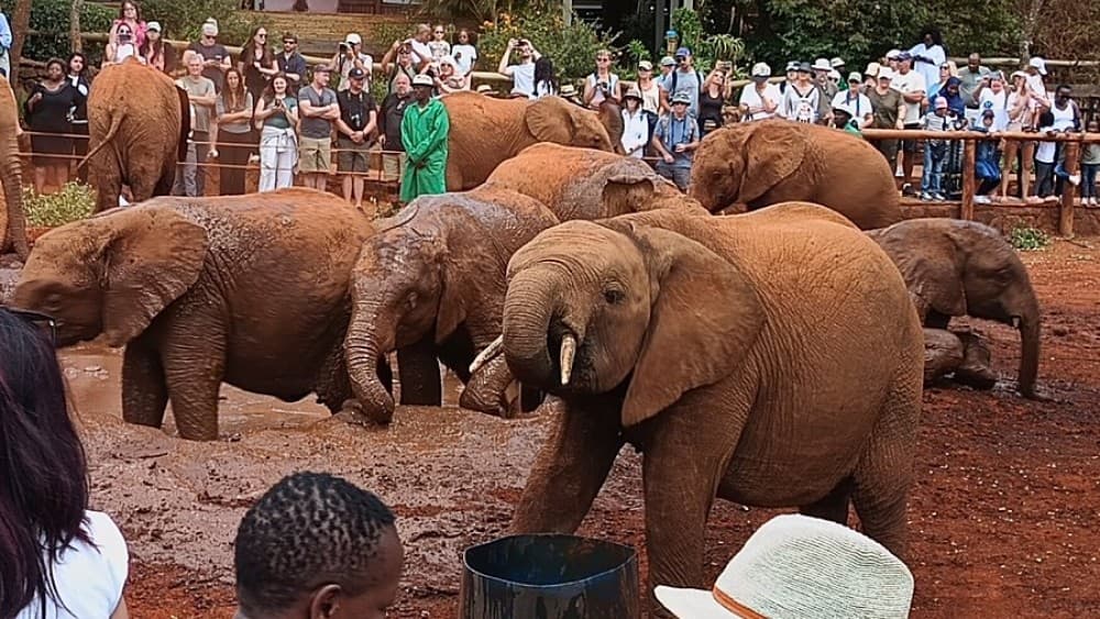 Half Day Elephant Orphanage & Giraffe CenterKobe Beads With Fees | ®ExcursionMania - Image 4