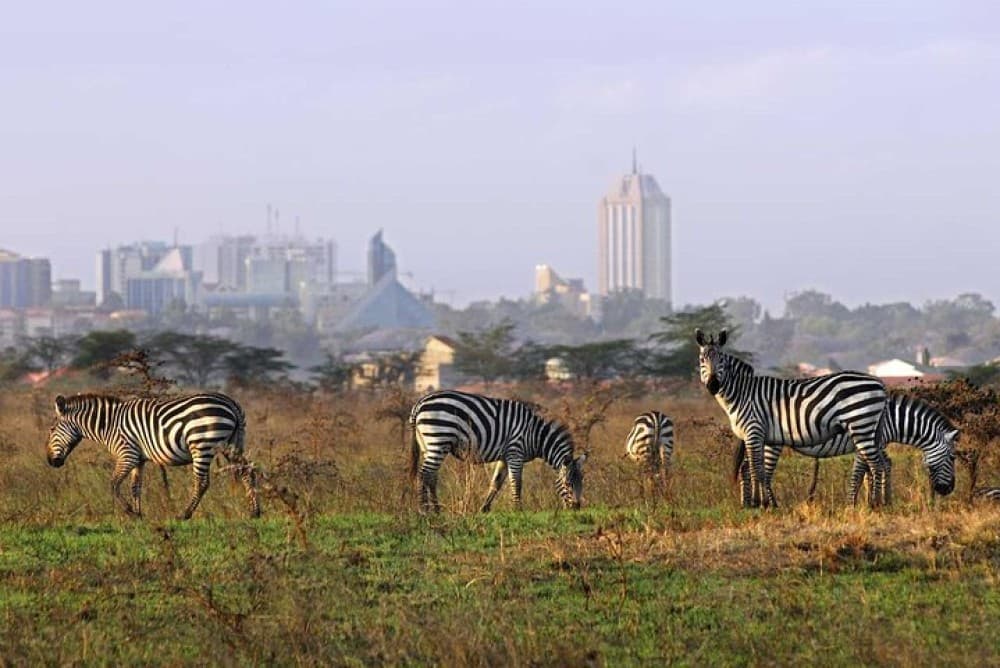 Nairobi National Park Half-Day Tour Free Wi-Fi connection | ®ExcursionMania - Image 1