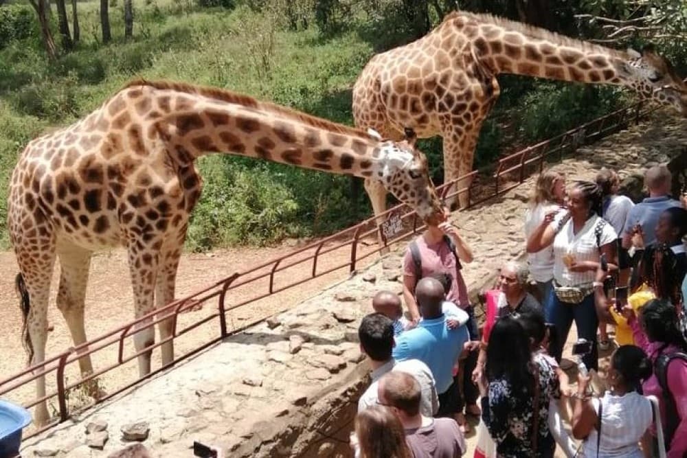 Nairobi National Park Half-Day Tour Free Wi-Fi connection | ®ExcursionMania - Image 6