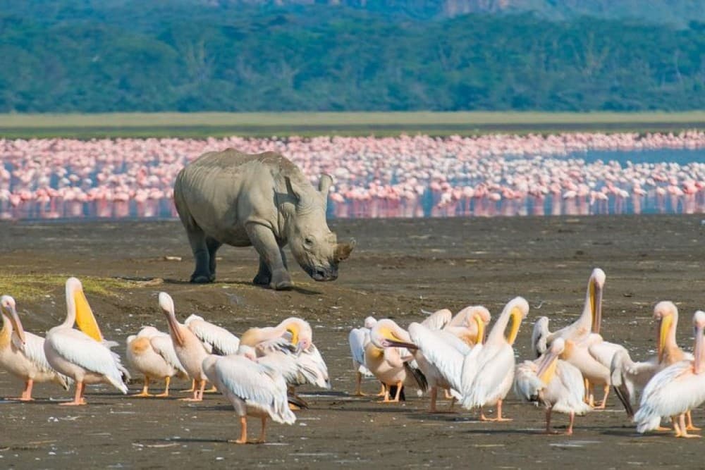 Lake Nakuru National Park: Day Trip from Nairobi | ®ExcursionMania - Image 6