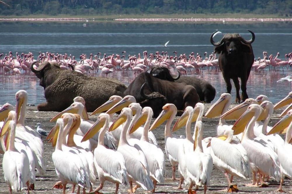 Lake Nakuru National Park: Day Trip from Nairobi | ®ExcursionMania - Image 7