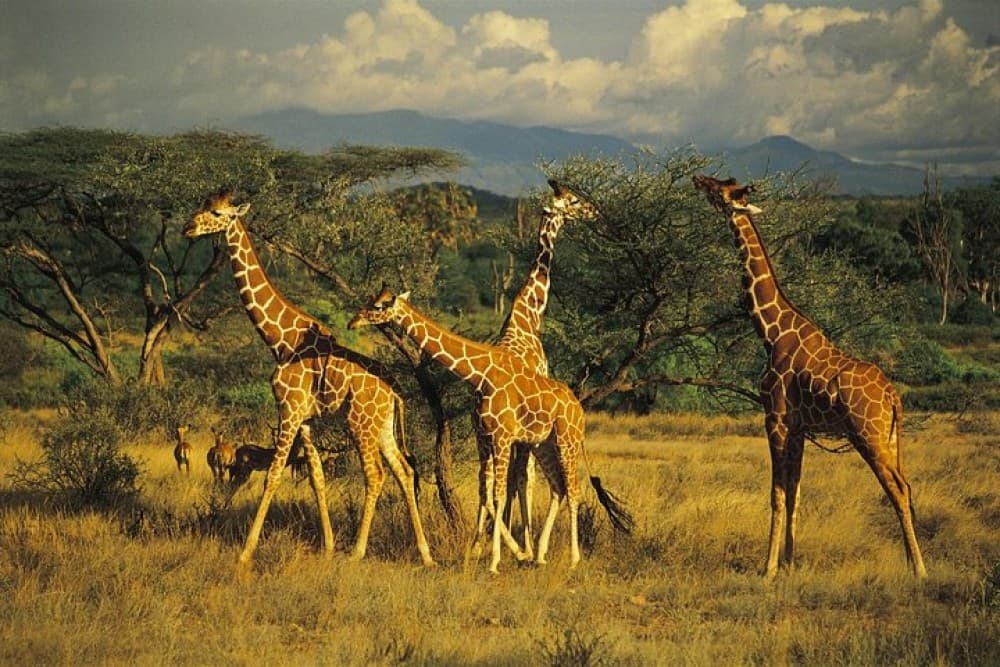 Lake Nakuru National Park: Day Trip from Nairobi | ®ExcursionMania - Image 10