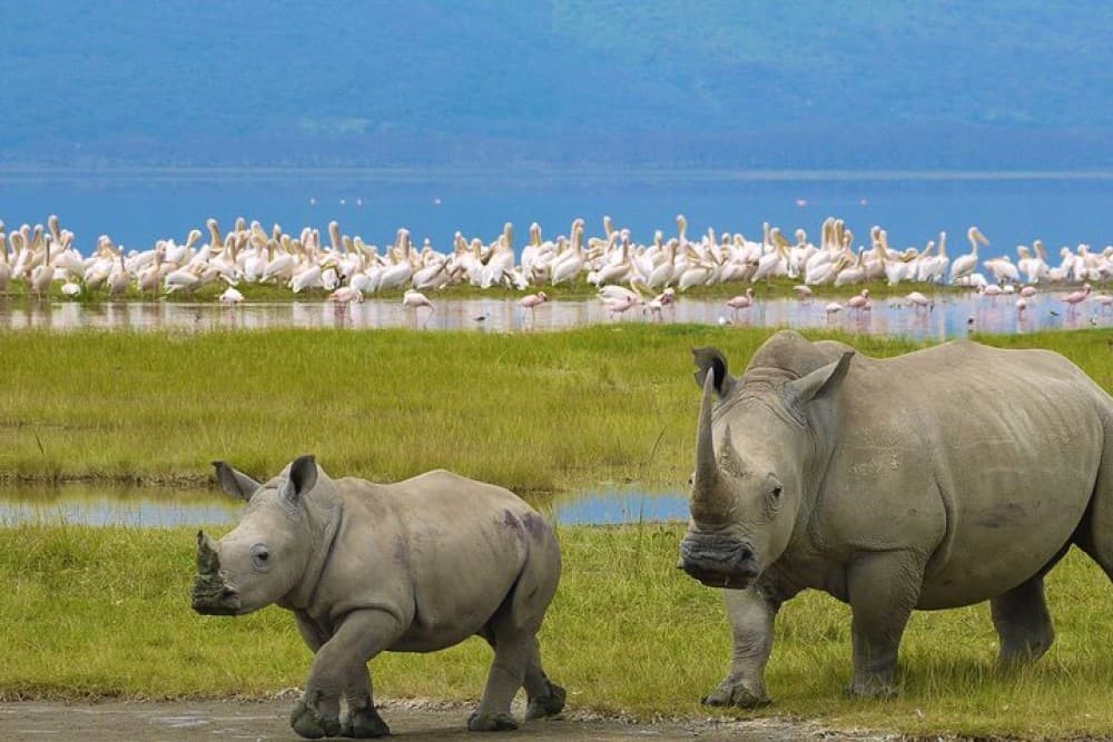 Lake Nakuru National Park: Day Trip from Nairobi | ®ExcursionMania - Image 1