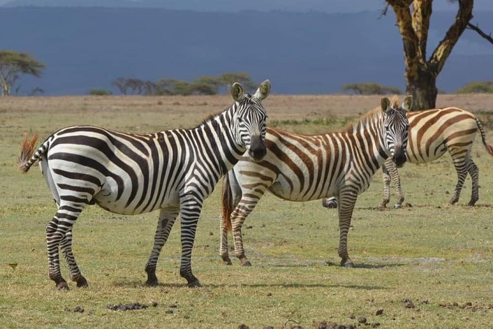 Lake Nakuru National Park: Day Trip from Nairobi | ®ExcursionMania - Image 3