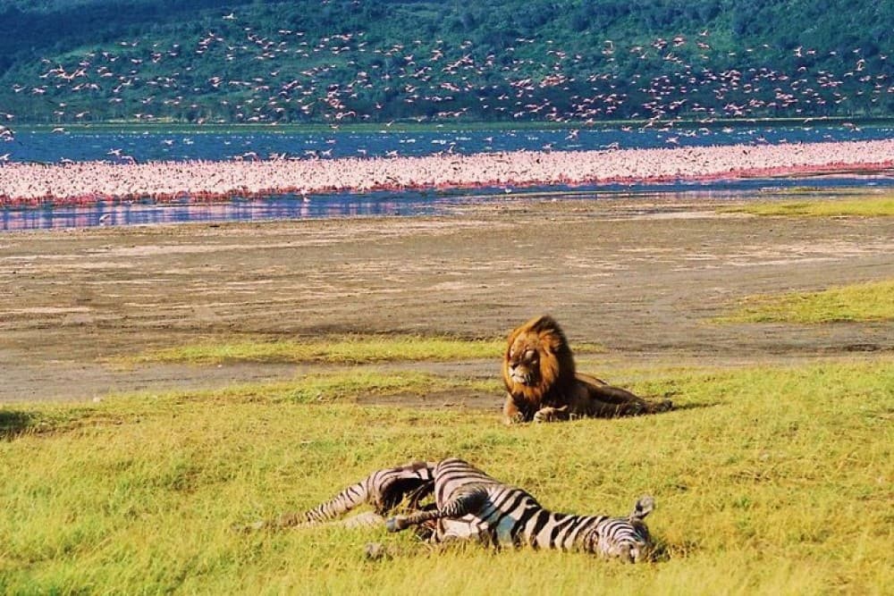 Lake Nakuru National Park: Day Trip from Nairobi | ®ExcursionMania - Image 5