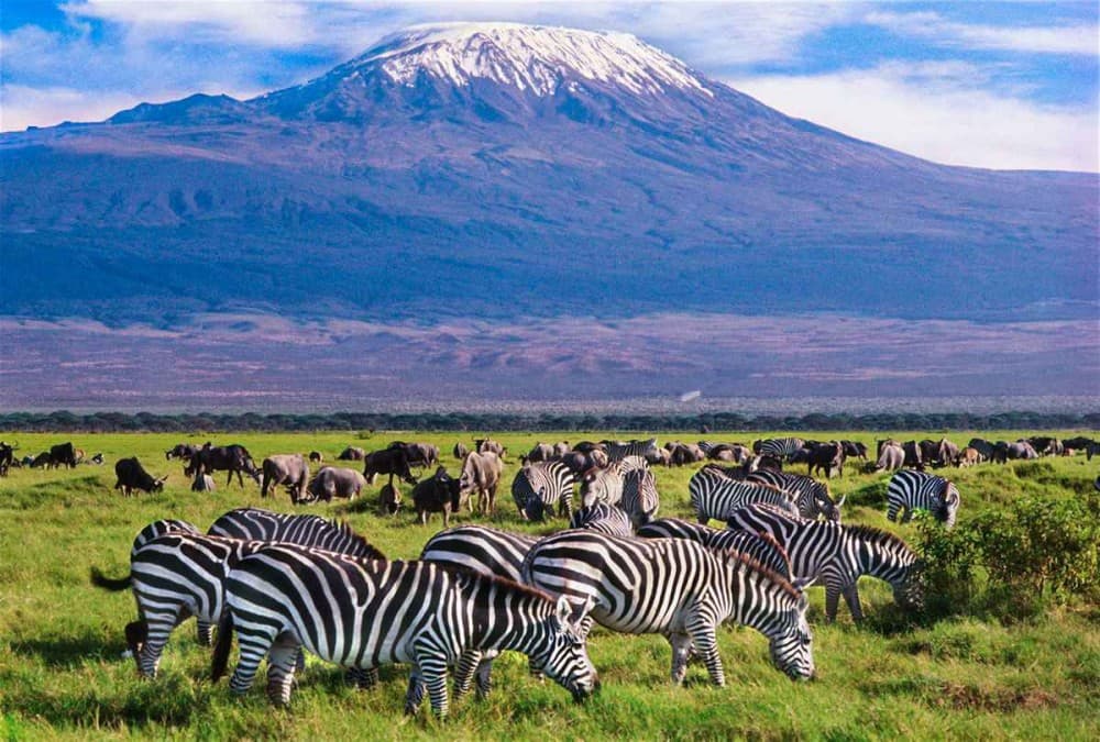5 Days Amboseli, Lake Nakuru and Masai Mara Safari | ®ExcursionMania - Image 3