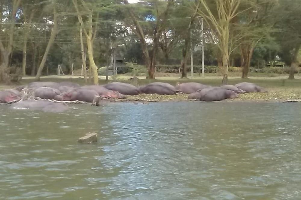 5 Days Masai Mara, Lake Naivasha, Lake Nakuru Safari | ®ExcursionMania - Image 2