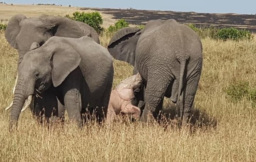 5 Days Masai Mara, Lake Naivasha, Lake Nakuru Safari | ®ExcursionMania - Image 5