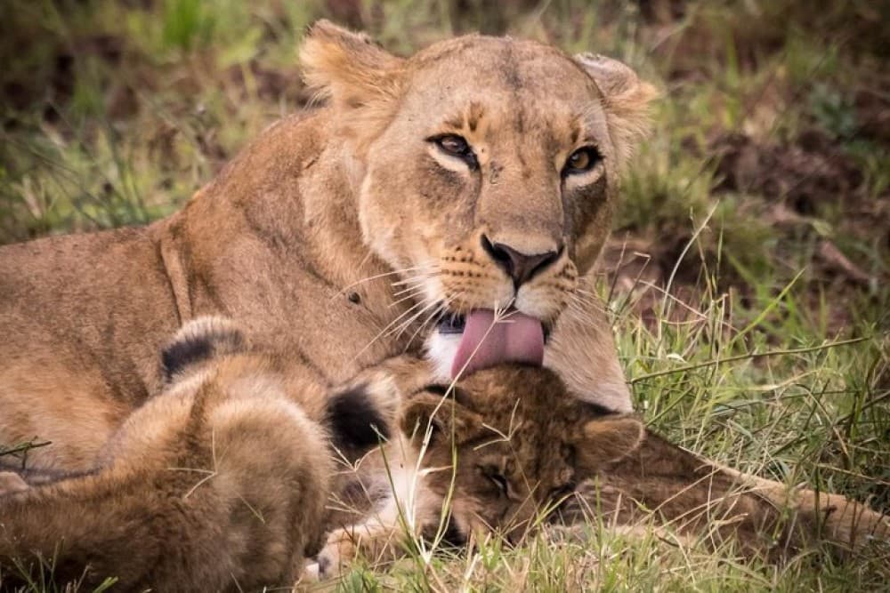 5 Days Masai Mara, Lake Naivasha, Lake Nakuru Safari | ®ExcursionMania - Image 8