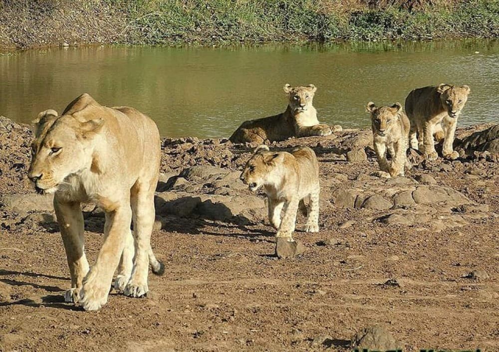 5 Days Masai Mara, Lake Naivasha, Lake Nakuru Safari | ®ExcursionMania - Image 9