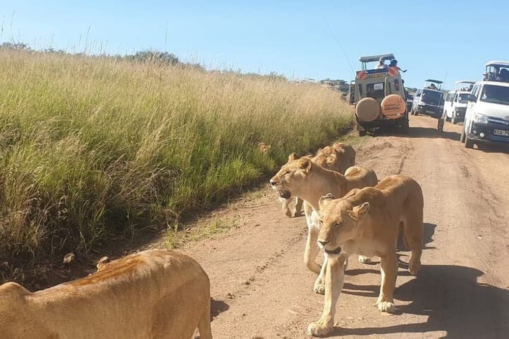 3 Days Masai Mara Camping | ®ExcursionMania - Image 6