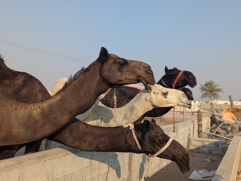 Abu Dhabi: 4x4 Desert Safari with Sandboarding | ®ExcursionMania - Image 9