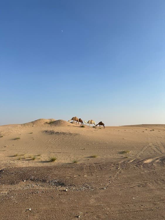 Abu Dhabi Morning Desert Safari with Camel Ride | ®ExcursionMania - Image 2