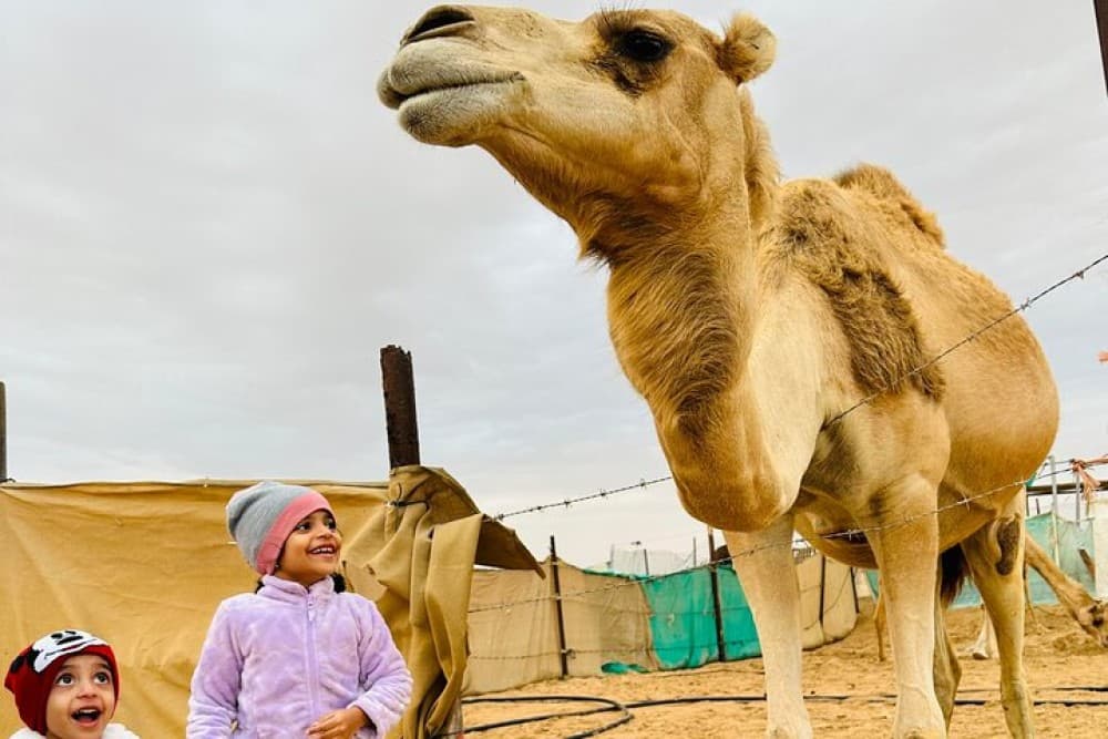 Abu Dhabi Morning Desert Safari with Camel Ride | ®ExcursionMania - Image 4