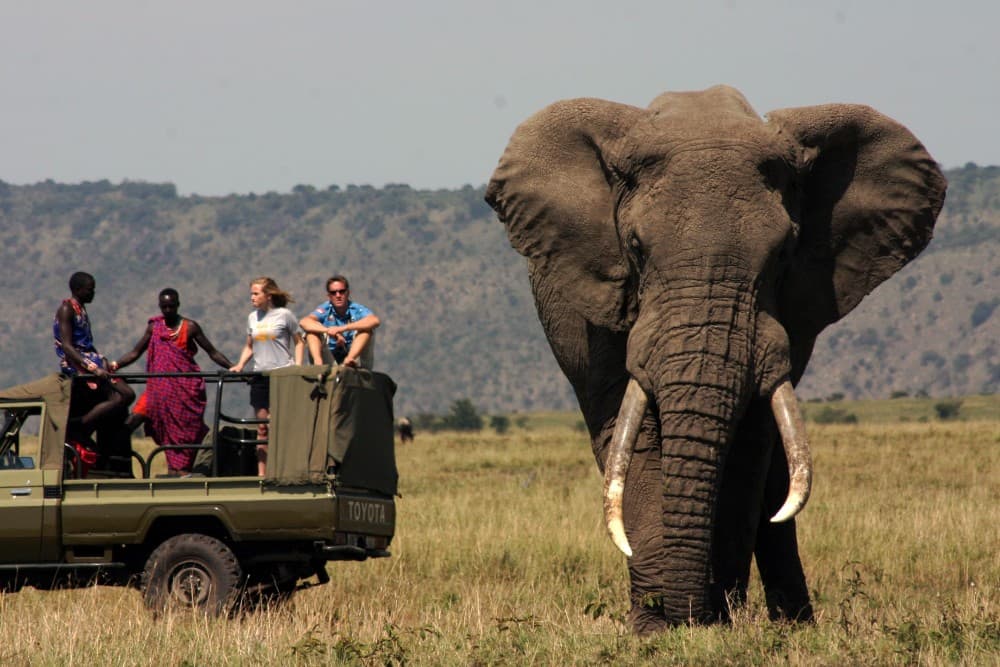 Safari Wildlife 3 Days 2 Night From Zanzibar to Mikumu | ®ExcursionMania - Image 3